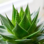 Aloe vera –  a pozitívny vplyv na zdravie